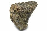 Woolly Mammoth Upper M Molar - Hungary #295871-1